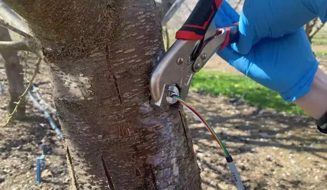 SENSOR DE POTENCIAL HÍDRICO DE TRONCO FLORAPULSE 
