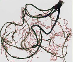 SISTEMAS DE ANÁLISIS DE IMAGEN DE REGENT INSTRUMENTS