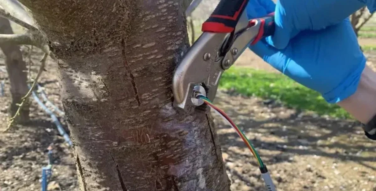 SENSOR DE POTENCIAL HÍDRICO DE TRONCO FLORAPULSE 