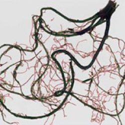 SISTEMAS DE ANÁLISIS DE IMAGEN DE REGENT INSTRUMENTS