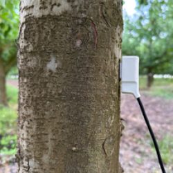 sensor-de-flujo-de-savia-en tronco