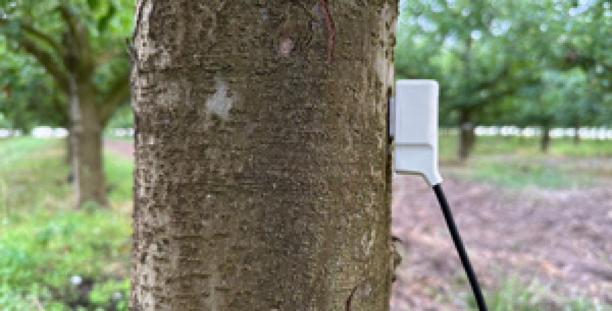 sensor-de-flujo-de-savia-en tronco